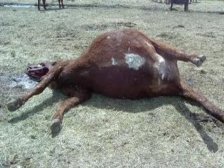 Cattle Mutilation 6