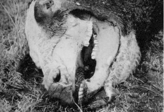 Cattle Mutilation Photo