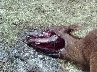 Cattle Mutilation 5