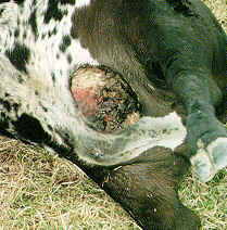 Cattle Mutilation 8