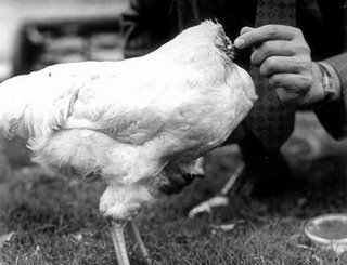 Mike the Headless Chicken being fed