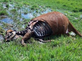 Mutilated carcass in grass