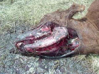 Head of mutilated animal