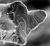 Cross section of an alien implant